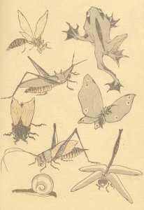 Chrysanthemums and Horsefly