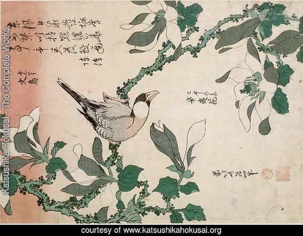 Sparrow and magnolia
