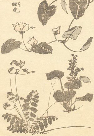 Katsushika Hokusai - Unknown 1165